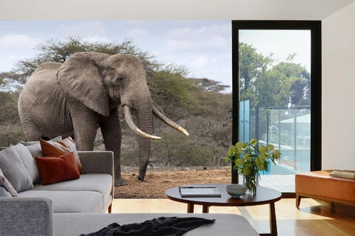 Vlies Fototapete - Elefantenwildleben in Kenia 375 x 250 cm